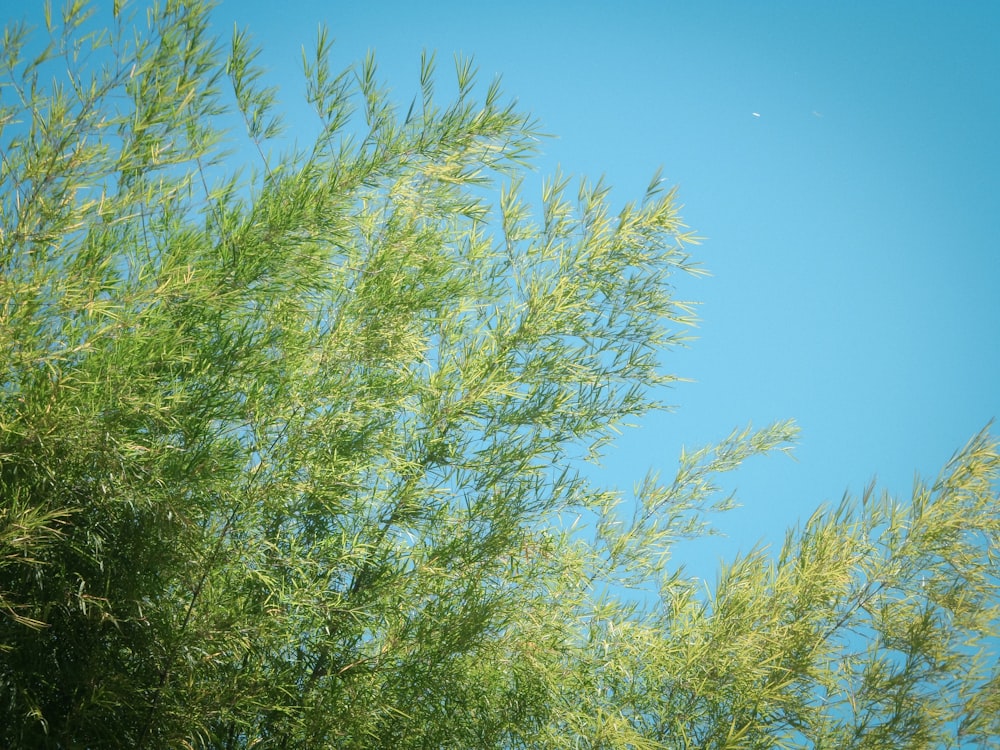 a blue sky with some green plants in the foreground