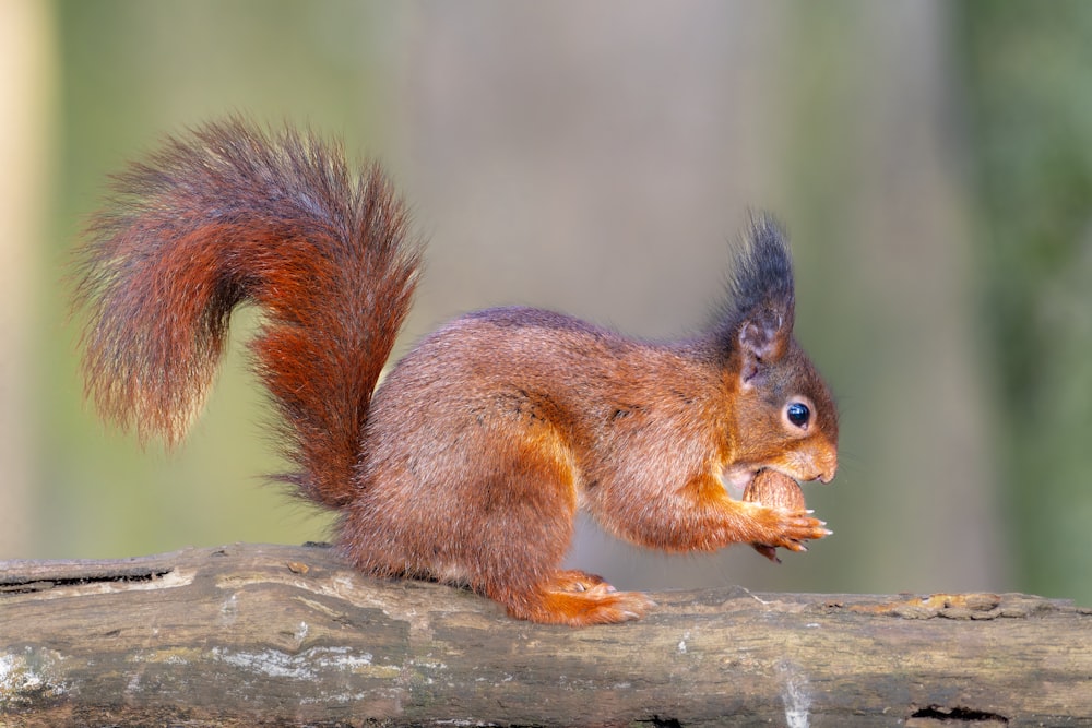 a red squirrel eating a piece of food