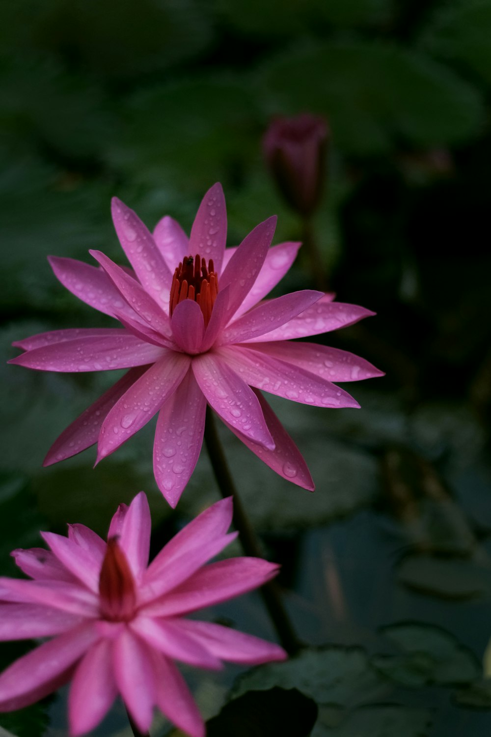 a couple of pink water lilies in a pond