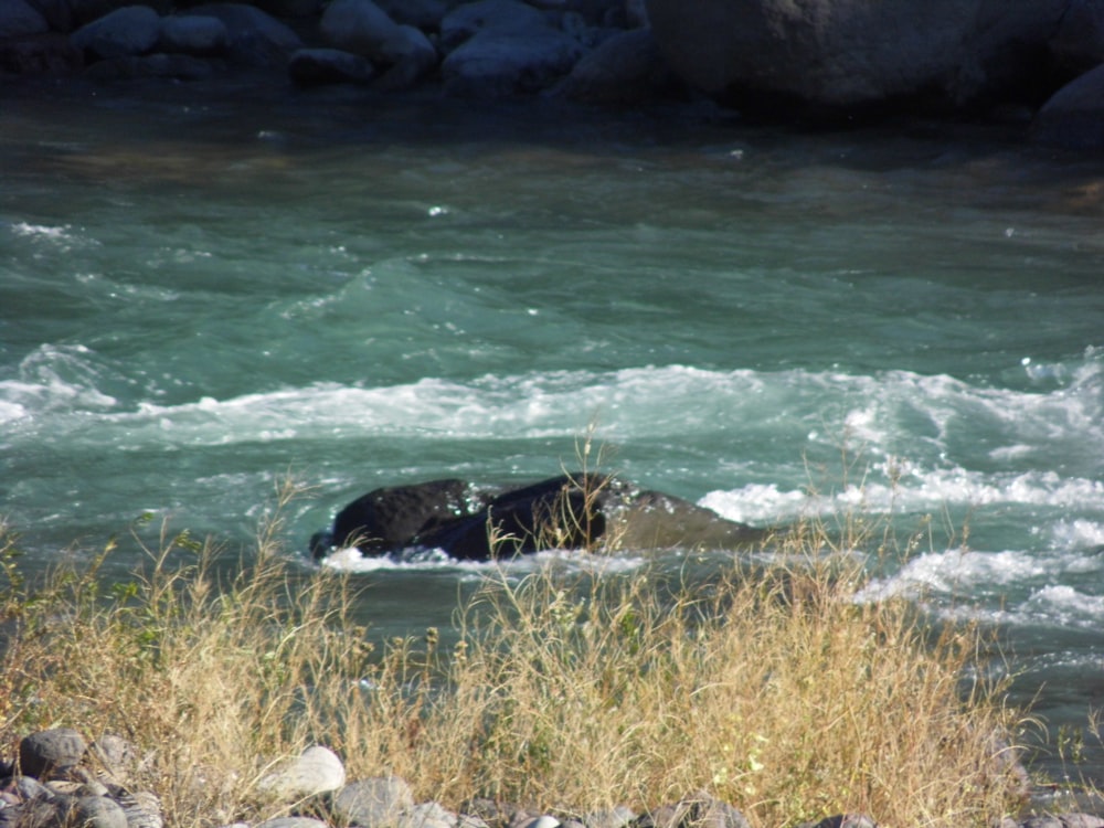 un oso nadando en un río con rocas y hierba