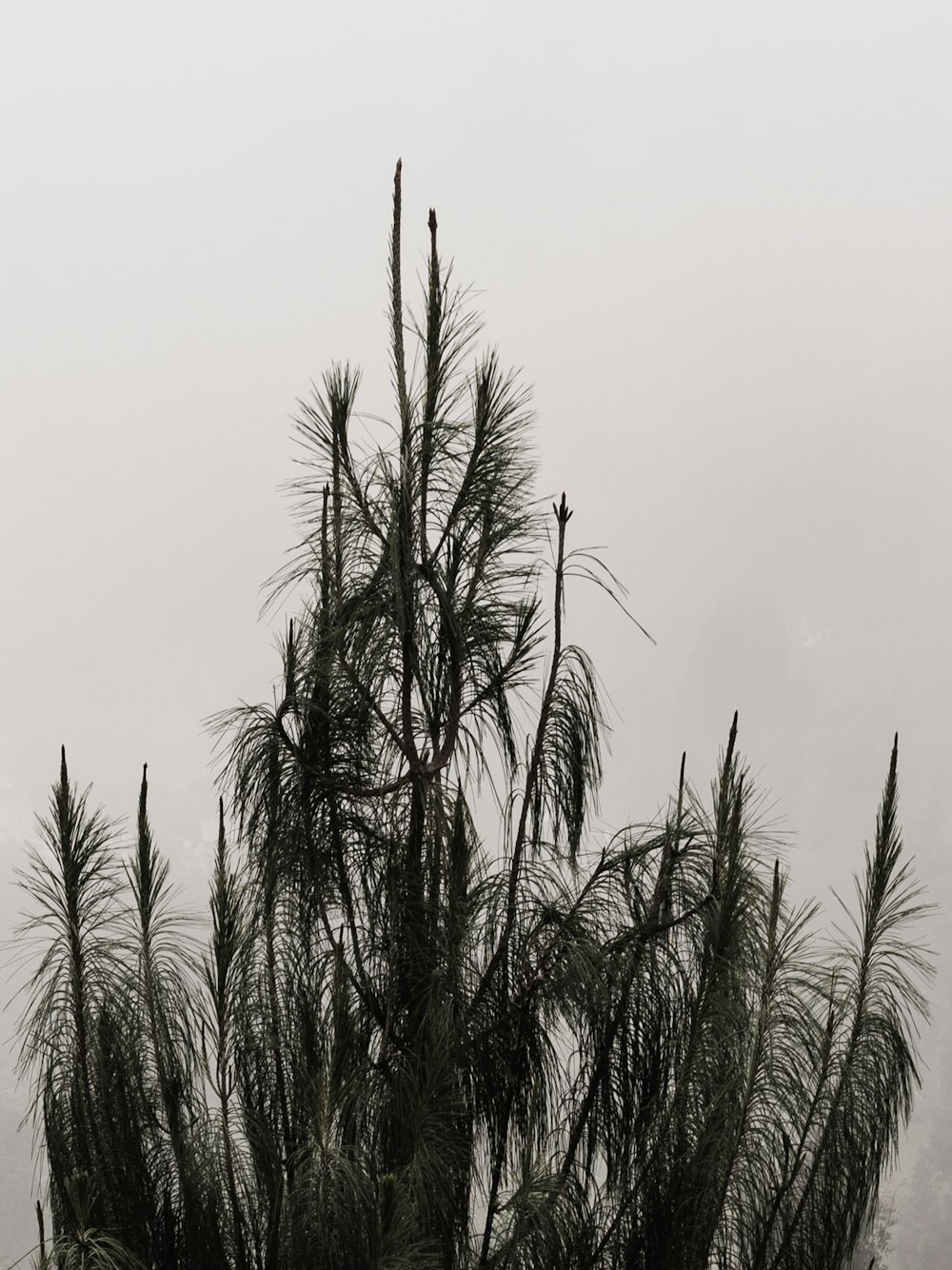 Una foto en blanco y negro de un árbol en la niebla