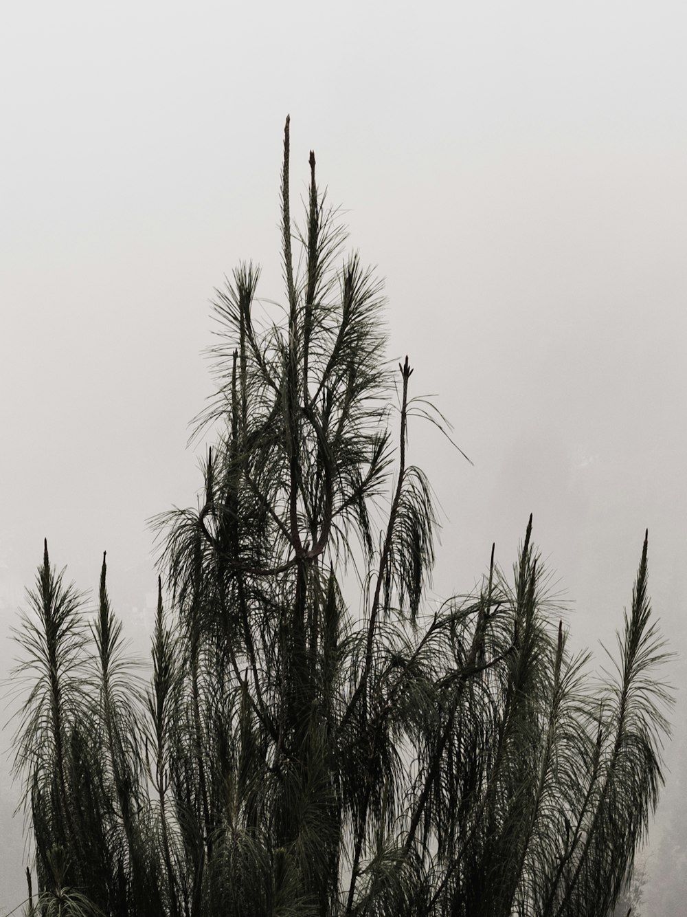 a black and white photo of a tree in the fog