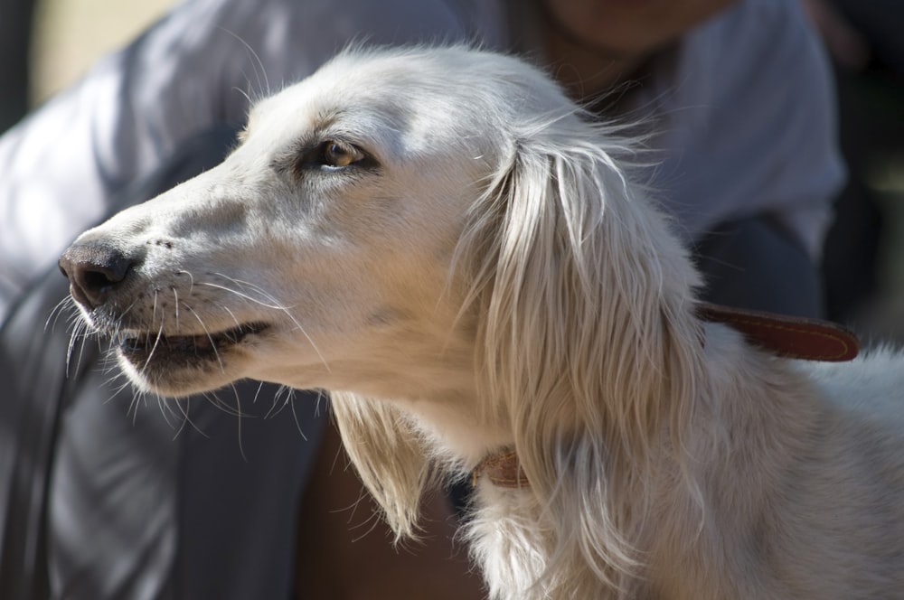 a close up of a dog with a person in the background