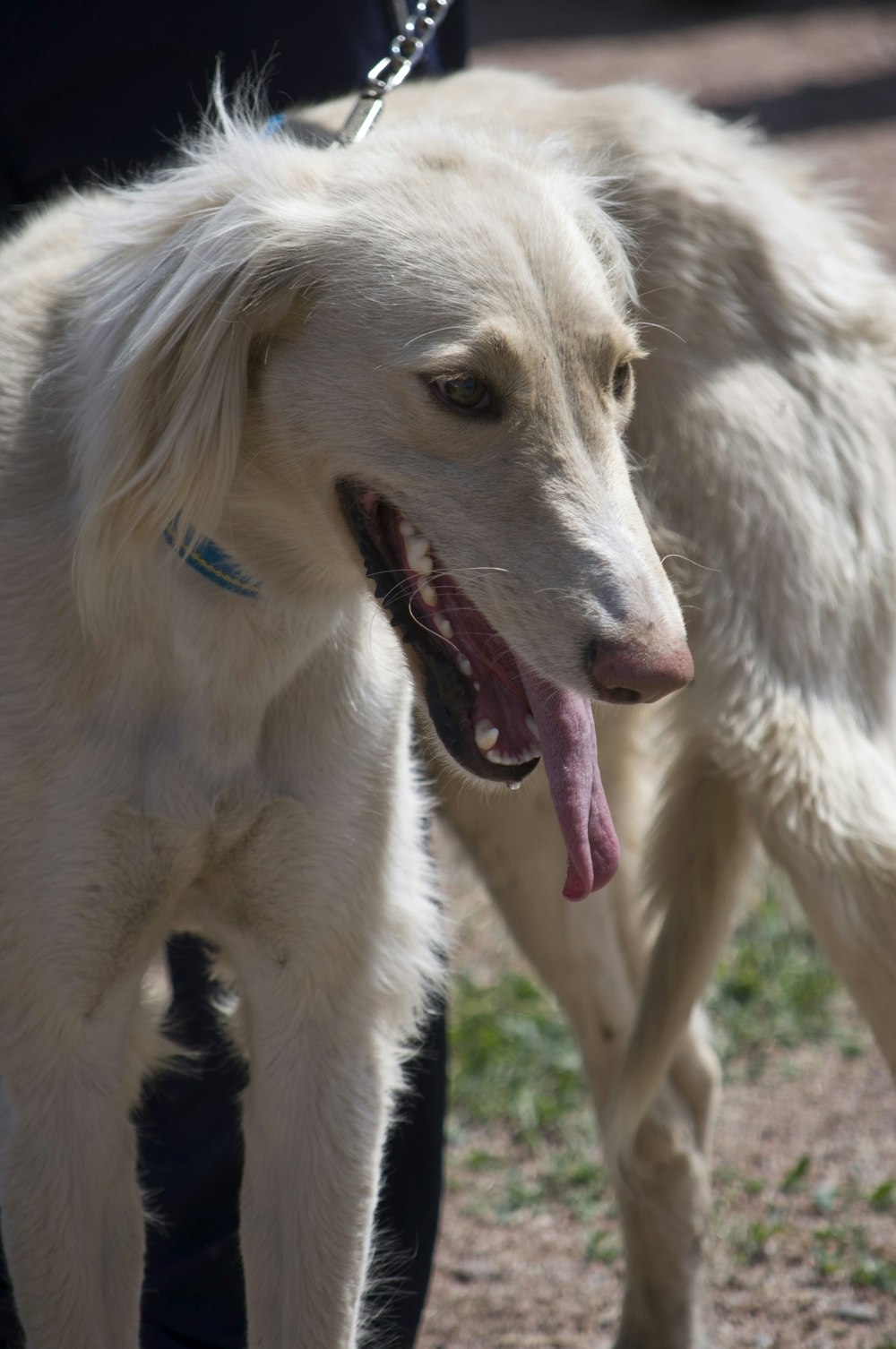 a white dog with its tongue hanging out