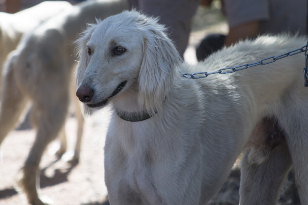 a close up of a dog on a leash