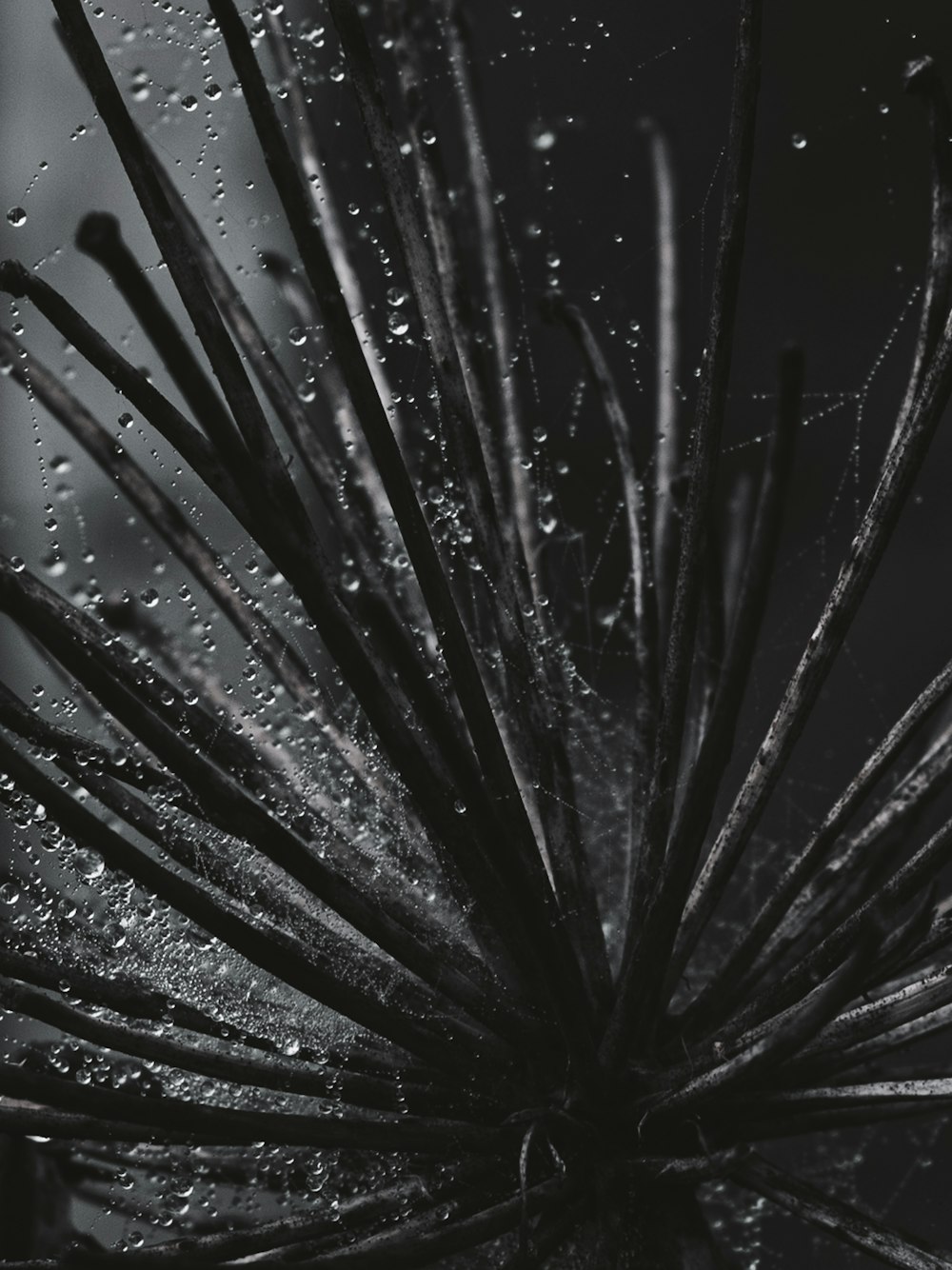 a close up of a plant with water droplets on it