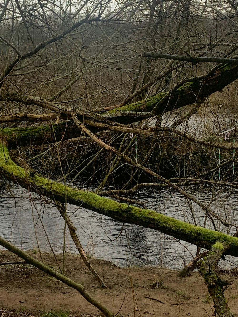 a bird is perched on a branch near a river