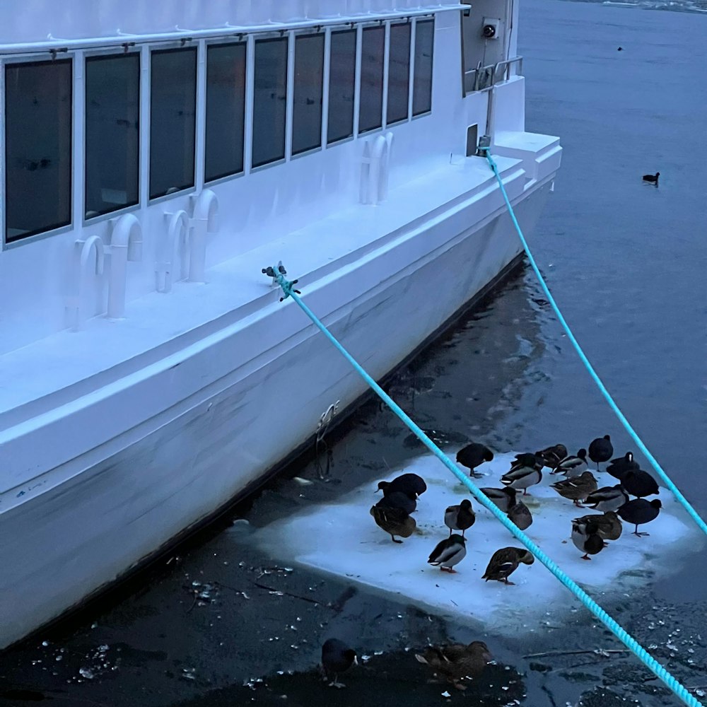 a flock of birds sitting on top of an ice floet