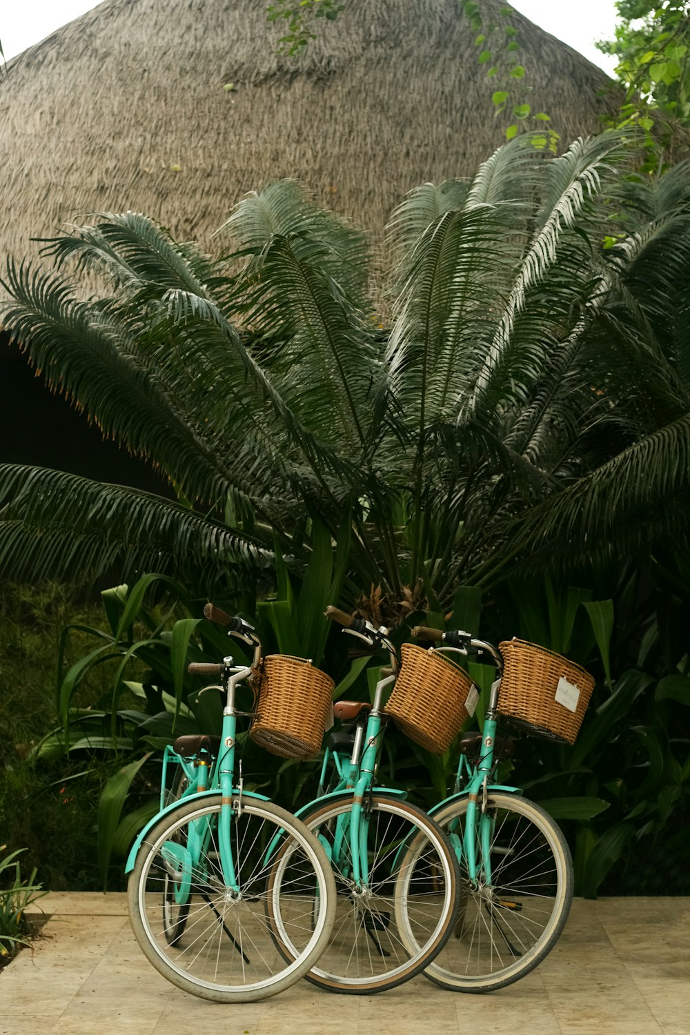 two bicycles parked next to each other in front of a palm tree
