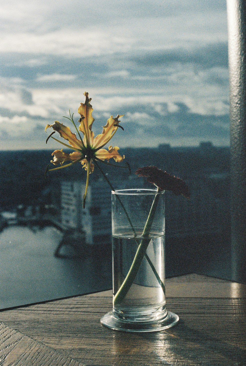 uma flor em um copo de água sobre uma mesa