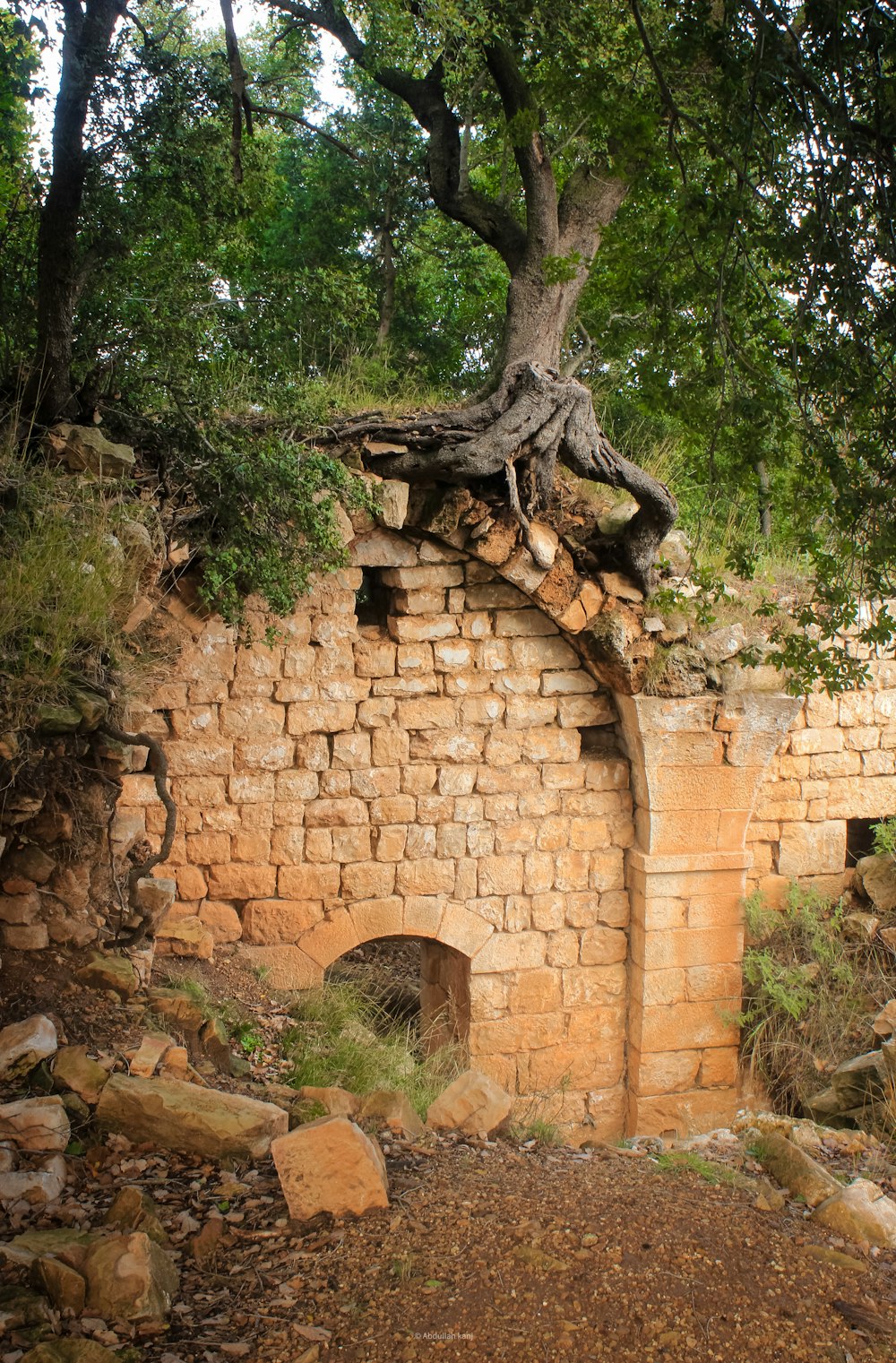 an old brick building with a tree growing out of it