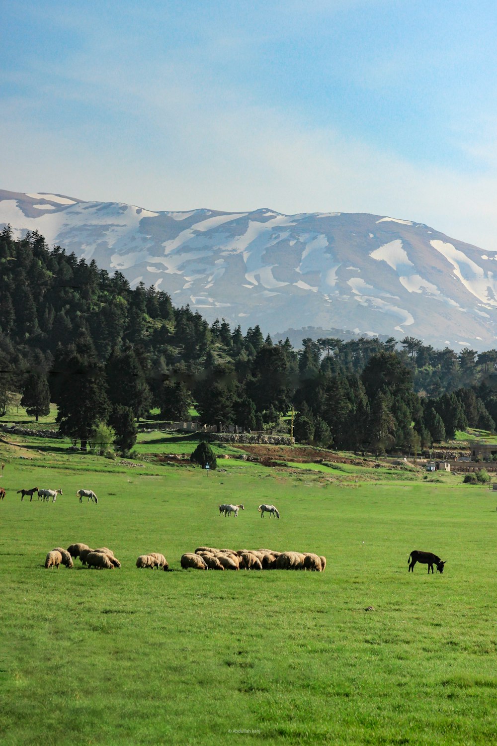 un rebaño de ovejas pastando en un exuberante campo verde