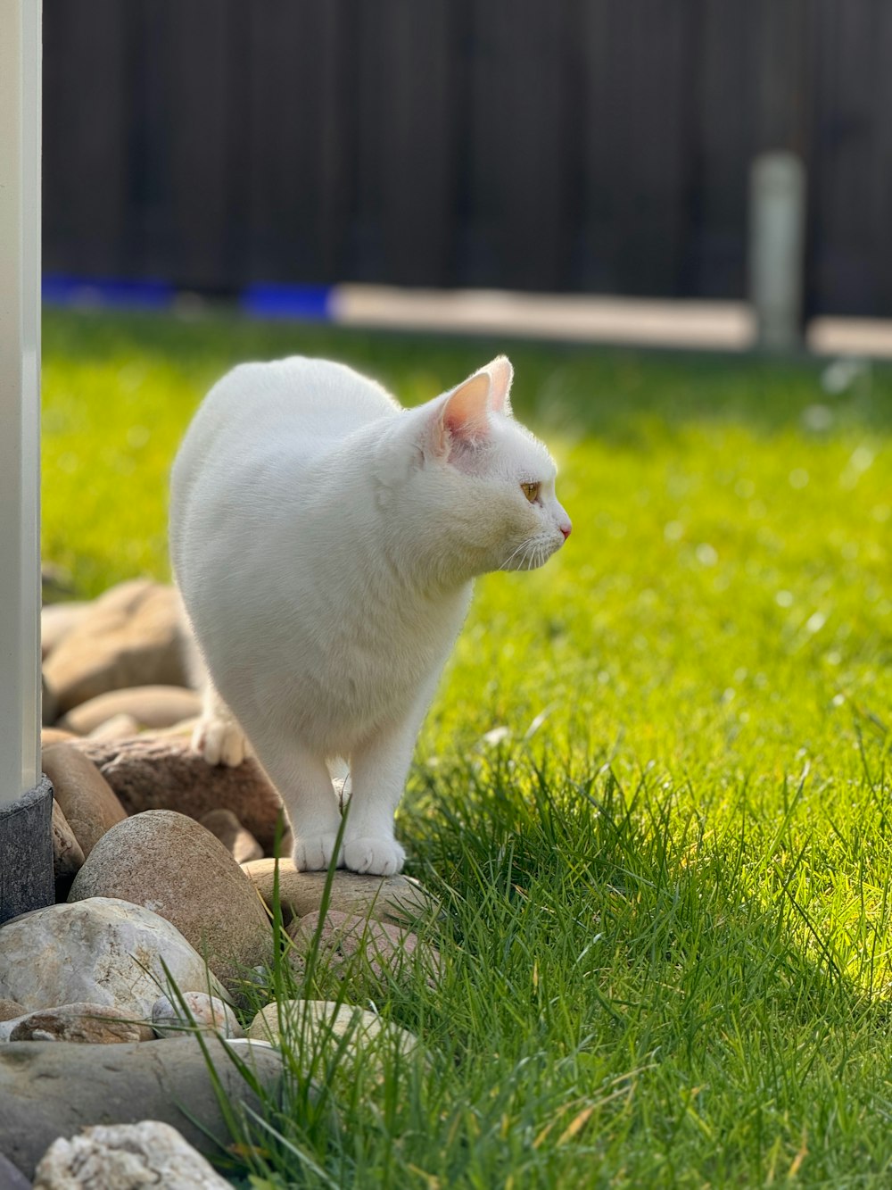 a white cat standing on top of a lush green field