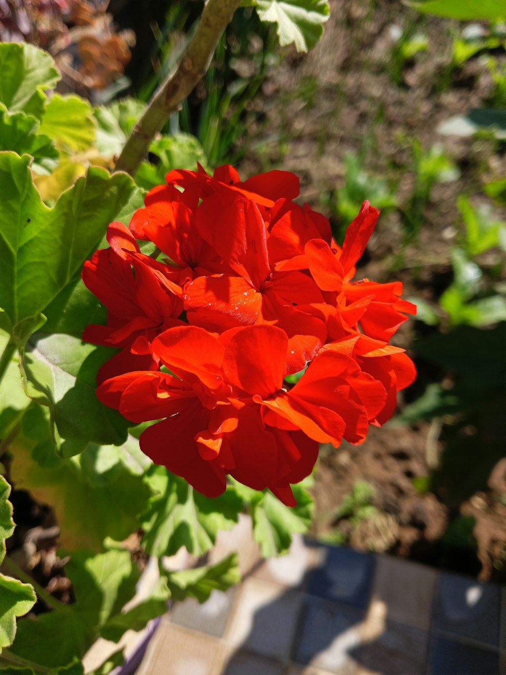 a close up of a red flower in a garden