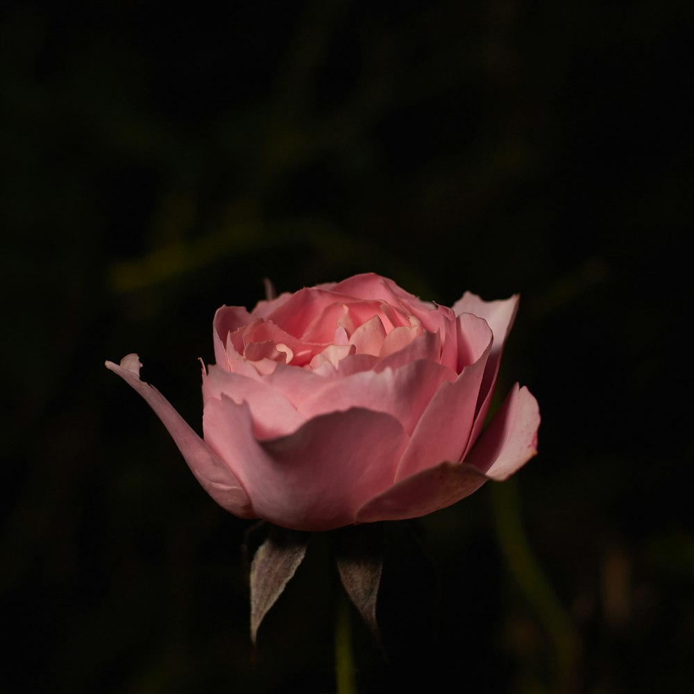 a single pink rose with a dark background