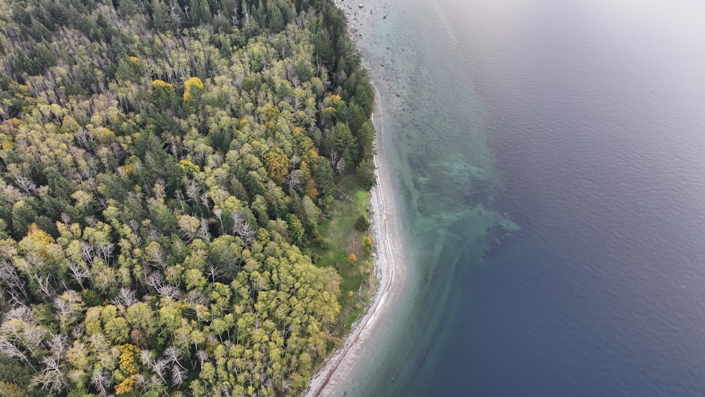 a large body of water surrounded by trees