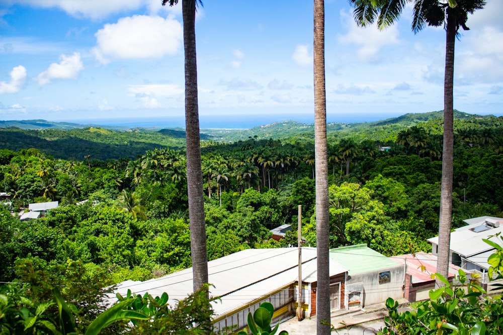 a view of a lush green hillside with palm trees