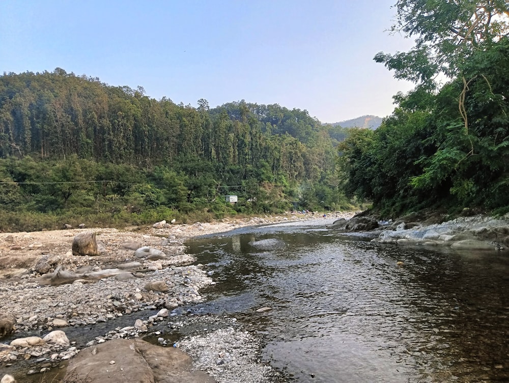 a river running through a lush green forest