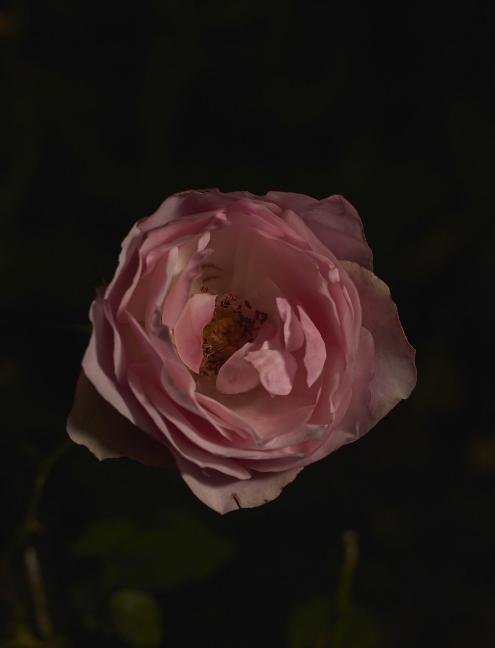 a single pink flower with a dark background