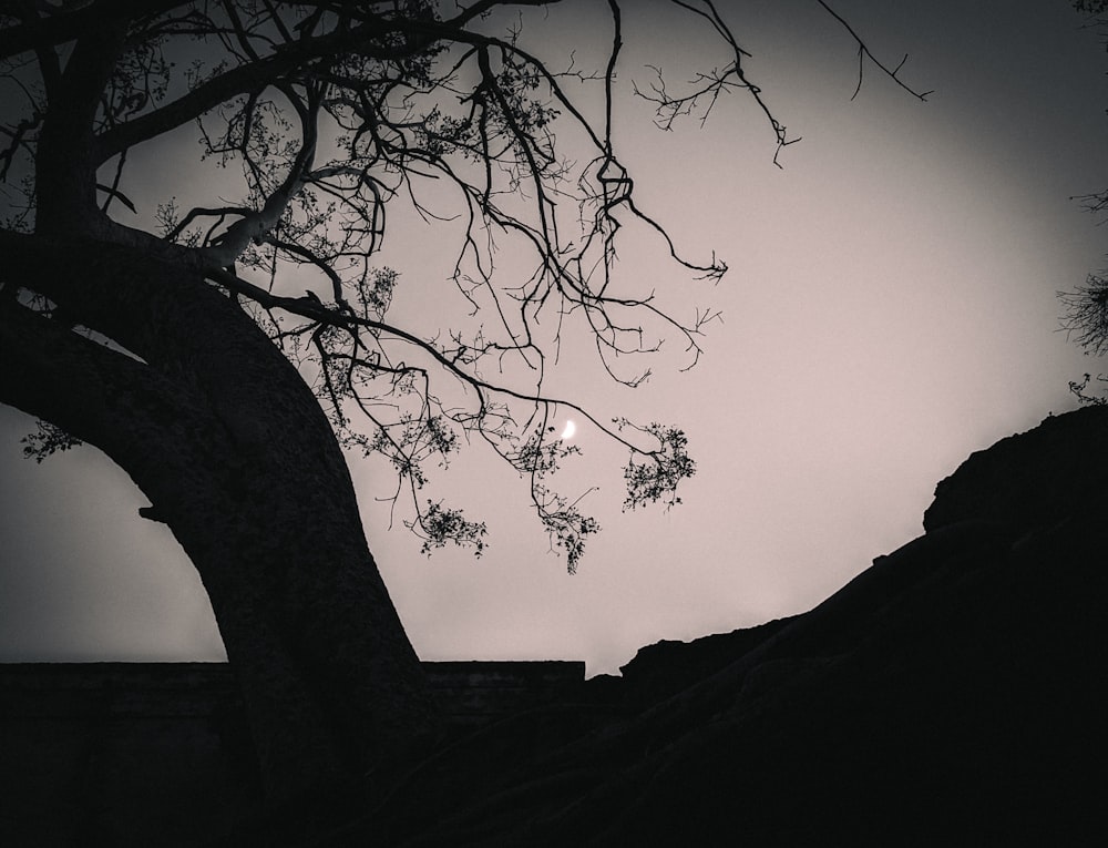 a black and white photo of a tree and a building