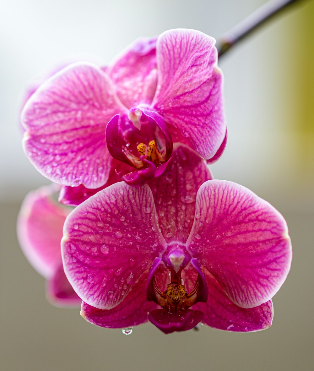 a close up of a pink flower with drops of water on it