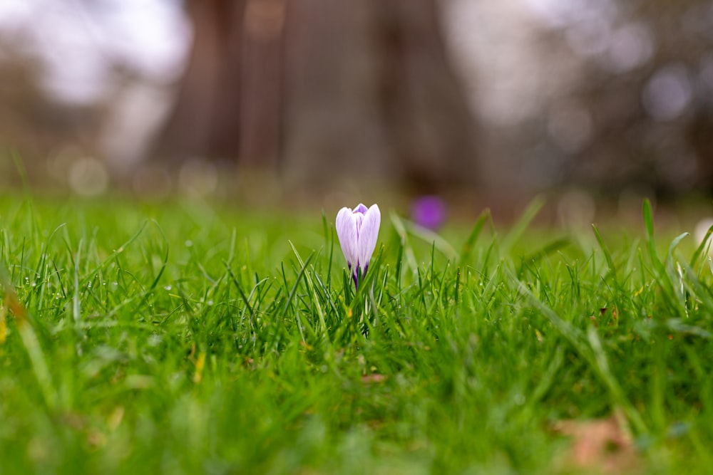 a small white flower sitting on top of a lush green field