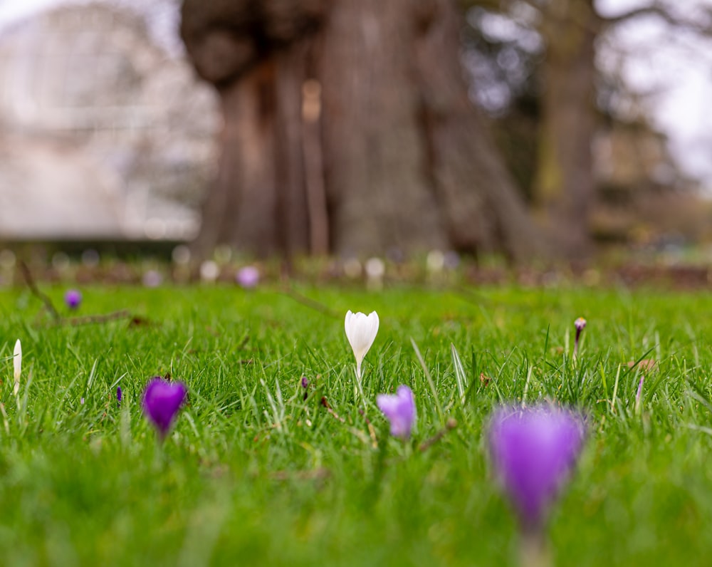 purple and white flowers in the grass near a tree