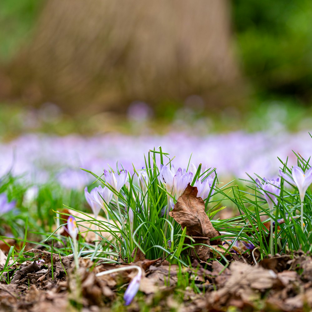 a close up of some grass and flowers