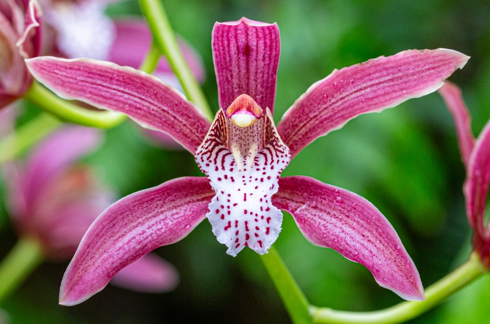 a close up of a pink and white flower