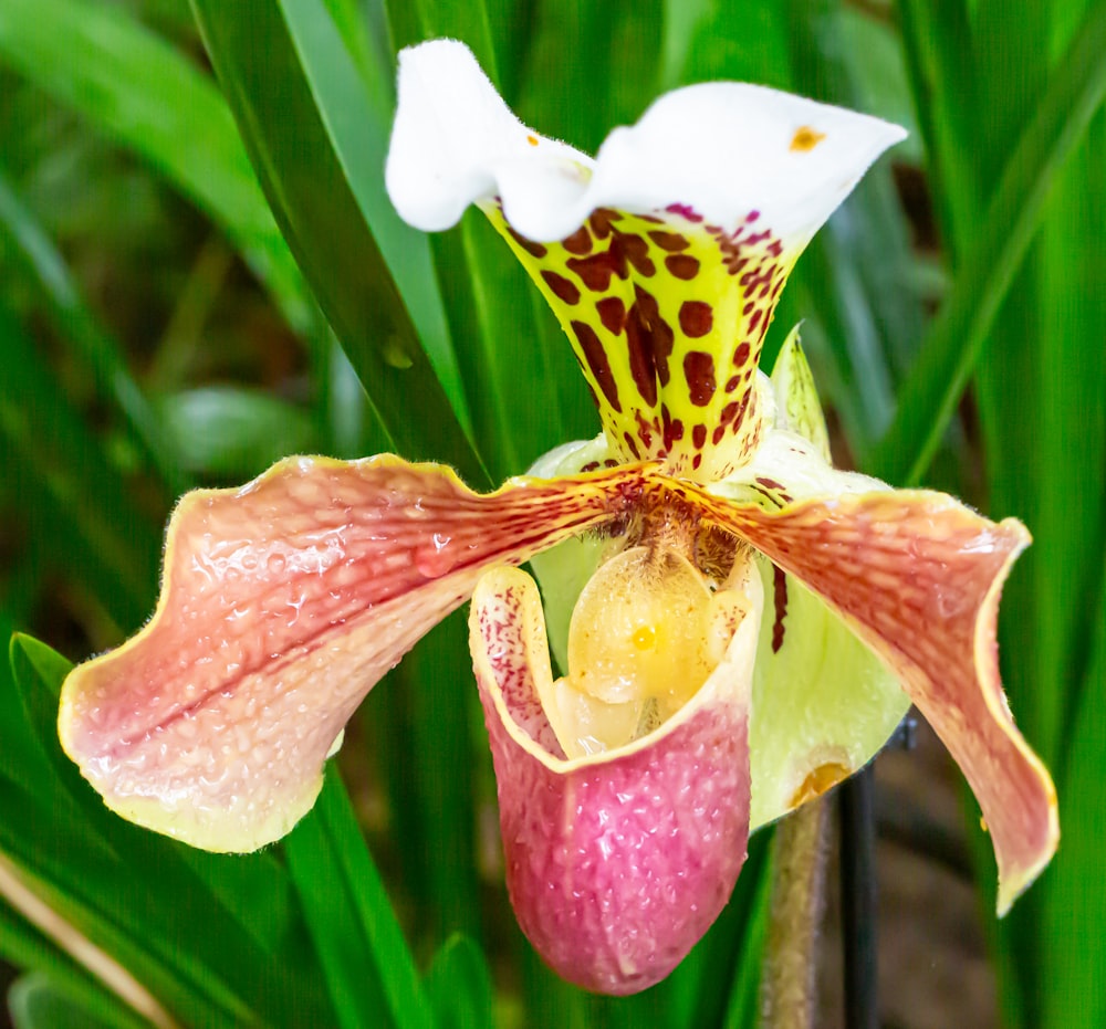 un gros plan d’une fleur sur une plante