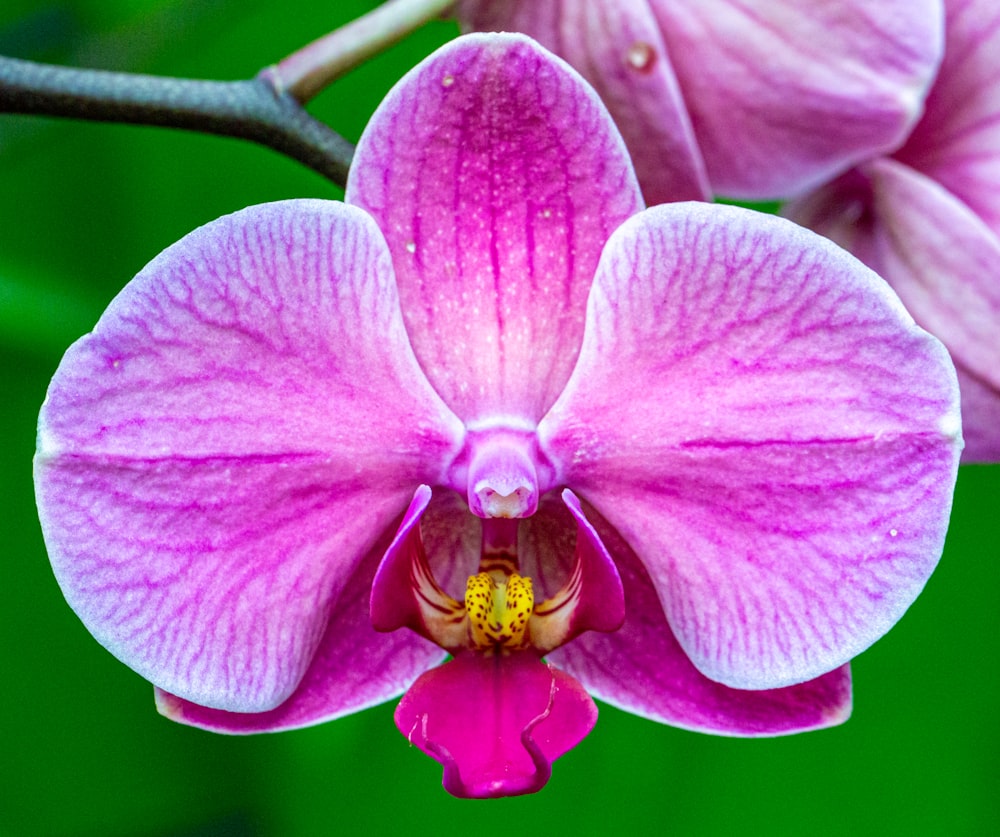 a close up of a pink flower with a green background