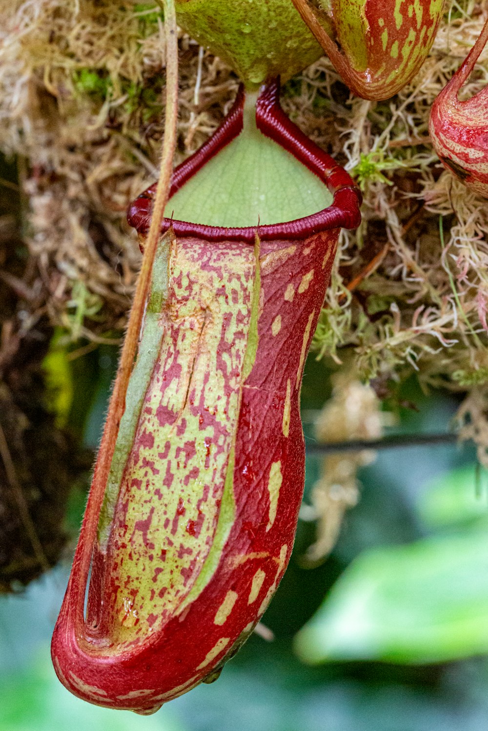 a close up of a flower on a plant