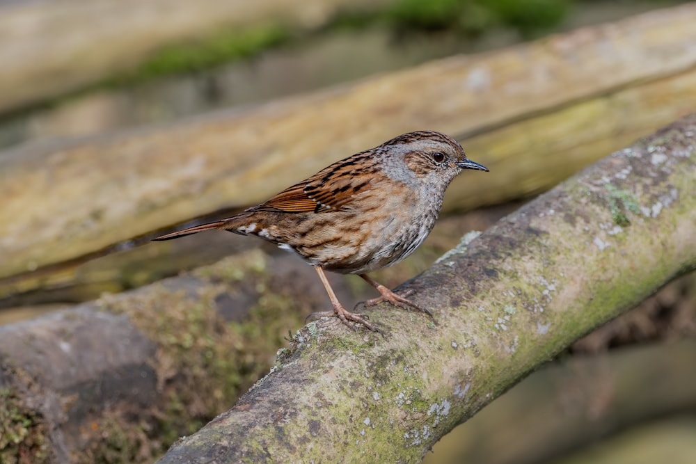 a small bird perched on a tree branch