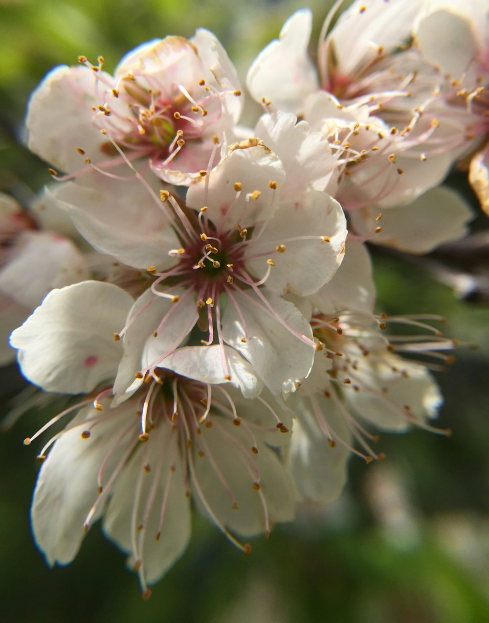 a close up of a flower on a tree