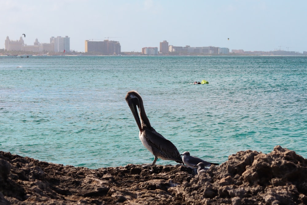 a pelican sitting on a rock near the ocean