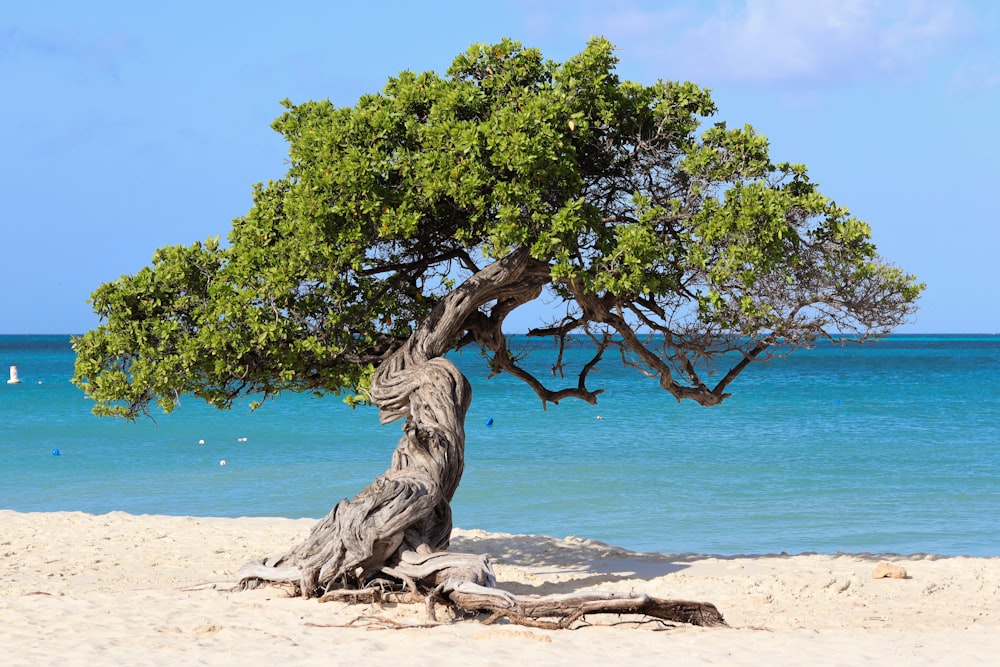 un arbre qui est assis sur une plage