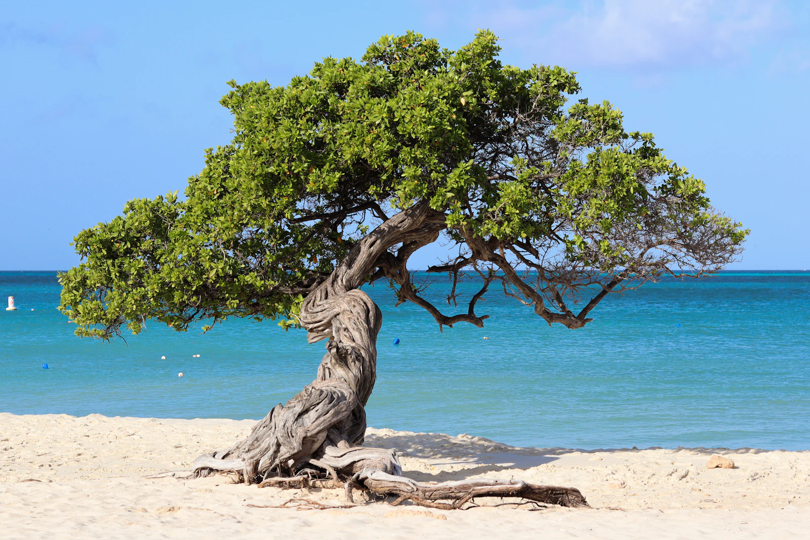 Aruba's iconic divi-divi tree on the beach