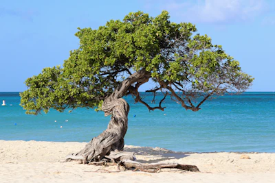 A divi-divi tree bent by the trade wind on Eagle Beach, Aruba