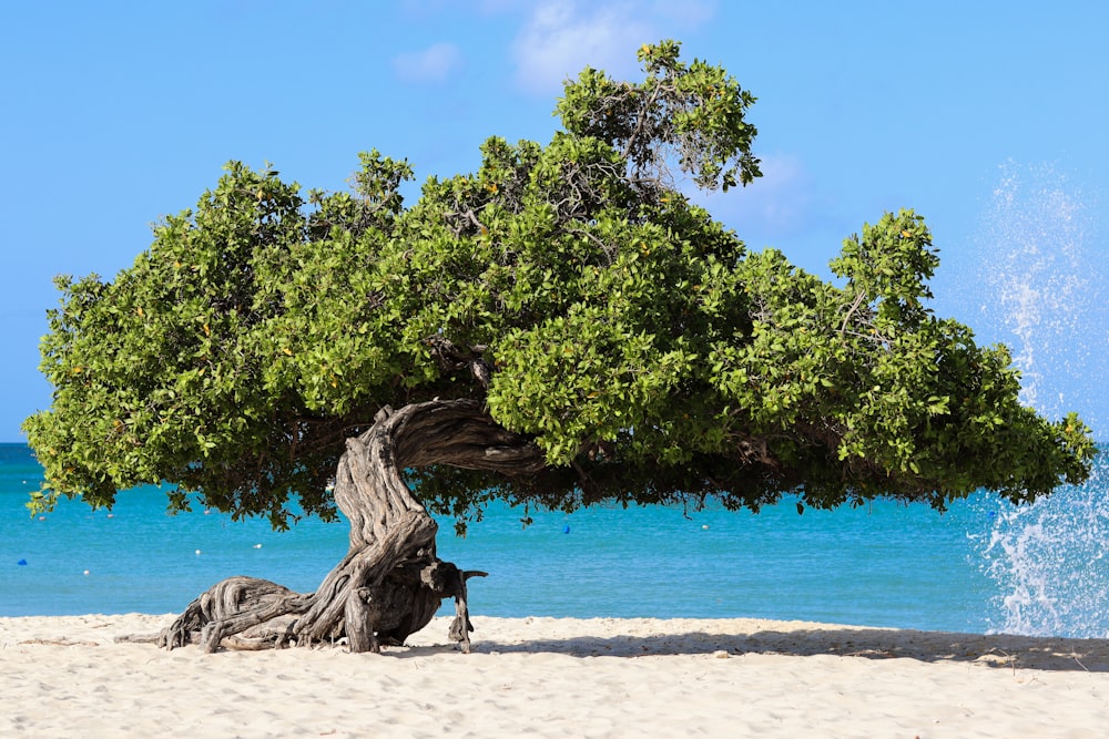 un arbre qui est assis sur une plage