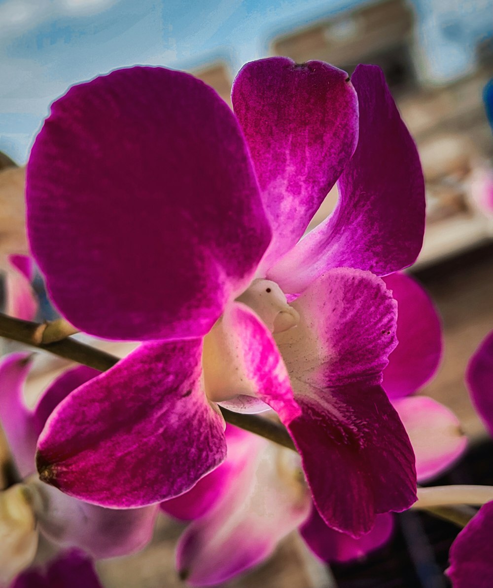 a close up of a purple flower on a branch