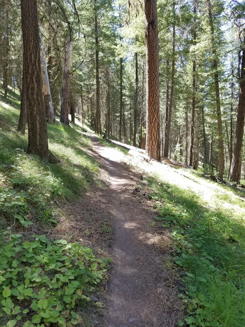 a trail in the woods with lots of trees