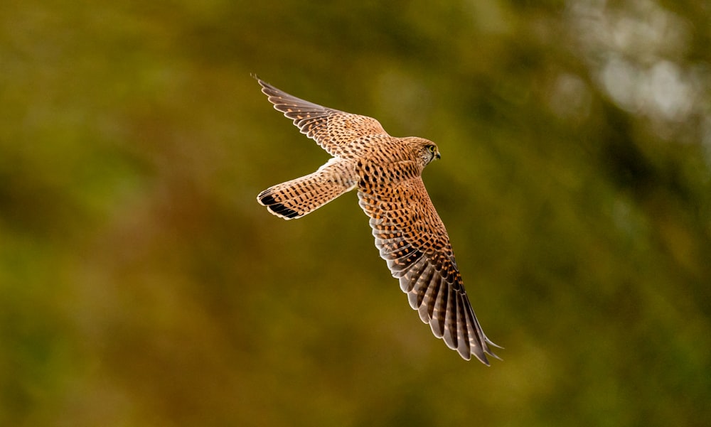 ein Vogel, der mit Bäumen im Hintergrund durch die Luft fliegt