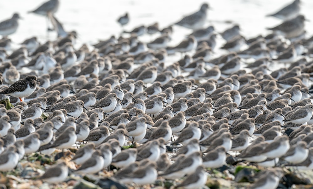 a flock of birds standing on top of a beach