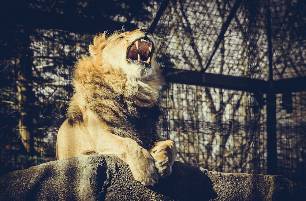 a lion yawns while sitting on a rock