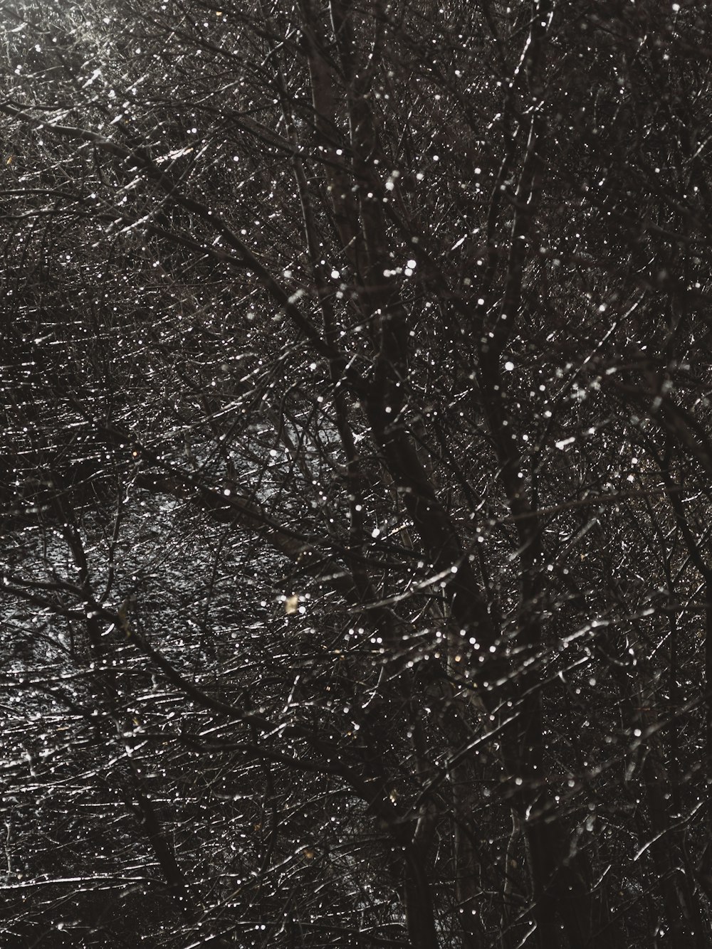 a black and white photo of snow falling from a tree