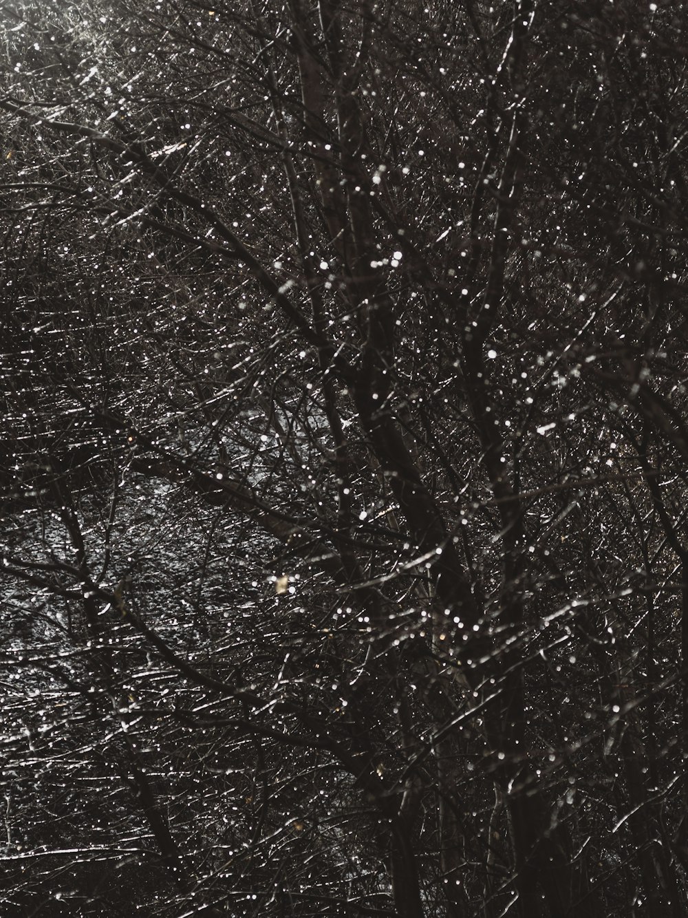 Ein Schwarz-Weiß-Foto von Schnee, der von einem Baum fällt