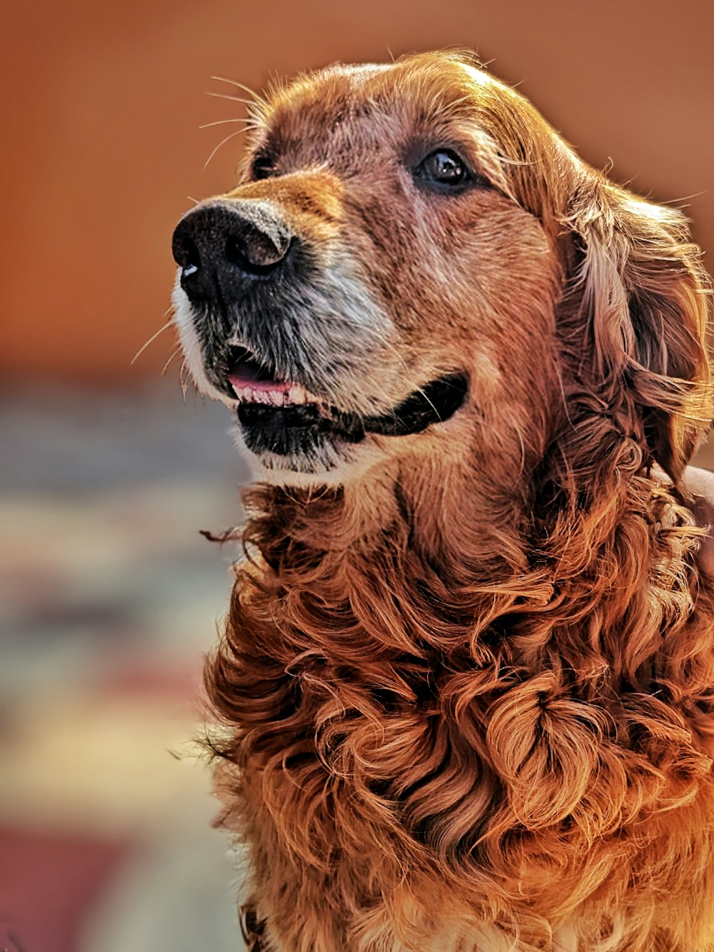 a close up of a dog looking up at something