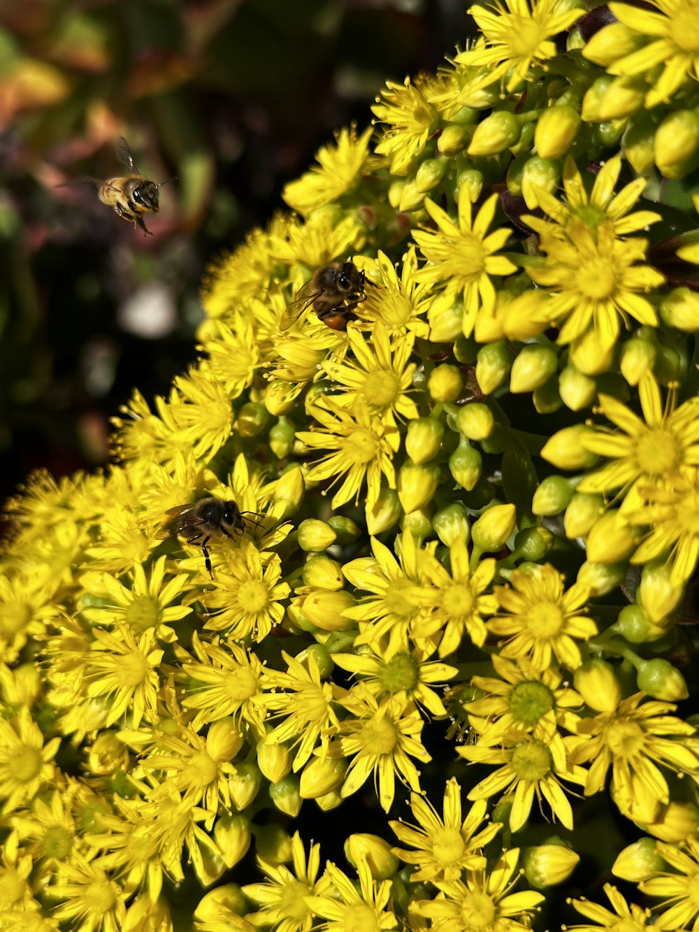 a close up of a bunch of yellow flowers