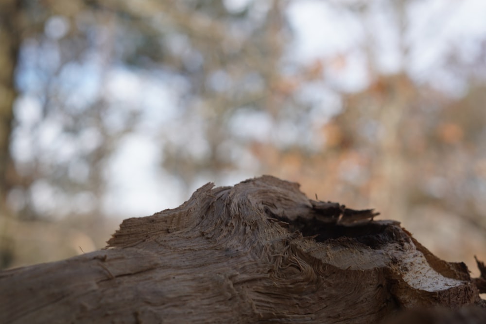 a bird is perched on a tree stump