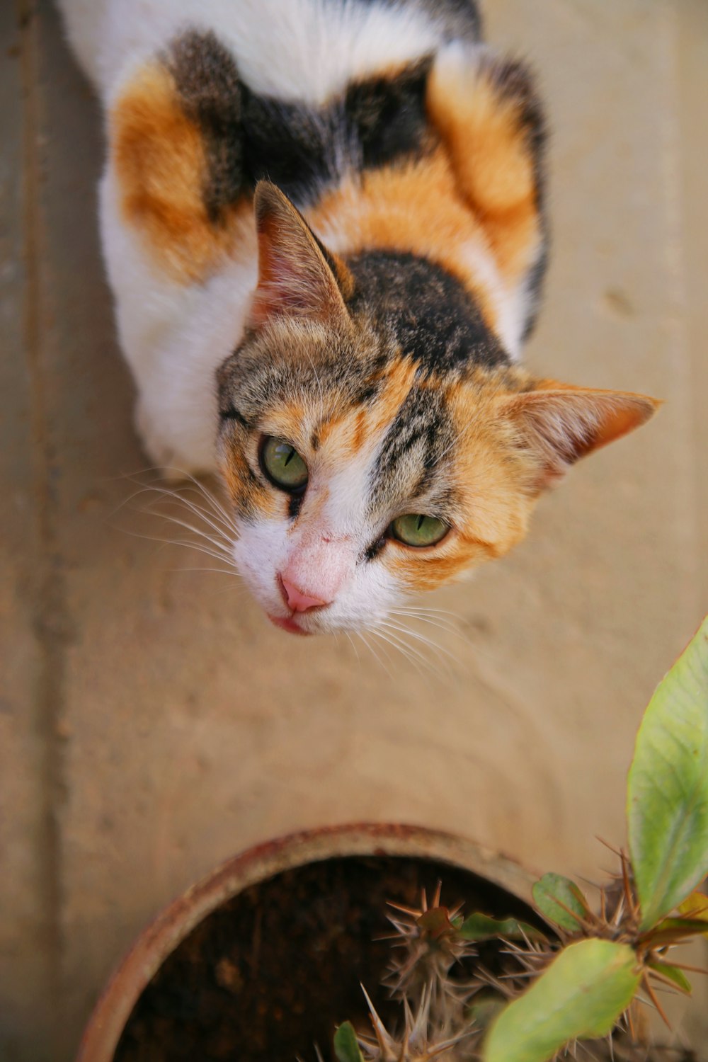 a calico cat sitting next to a potted plant